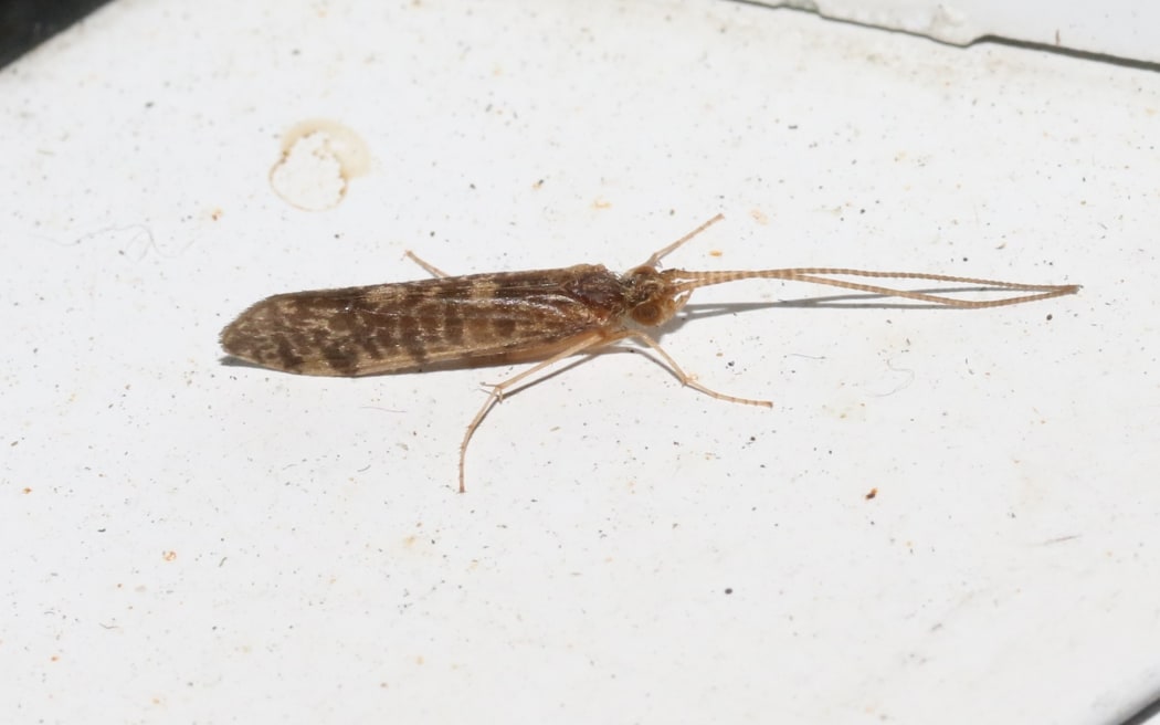 Marine caddisflies