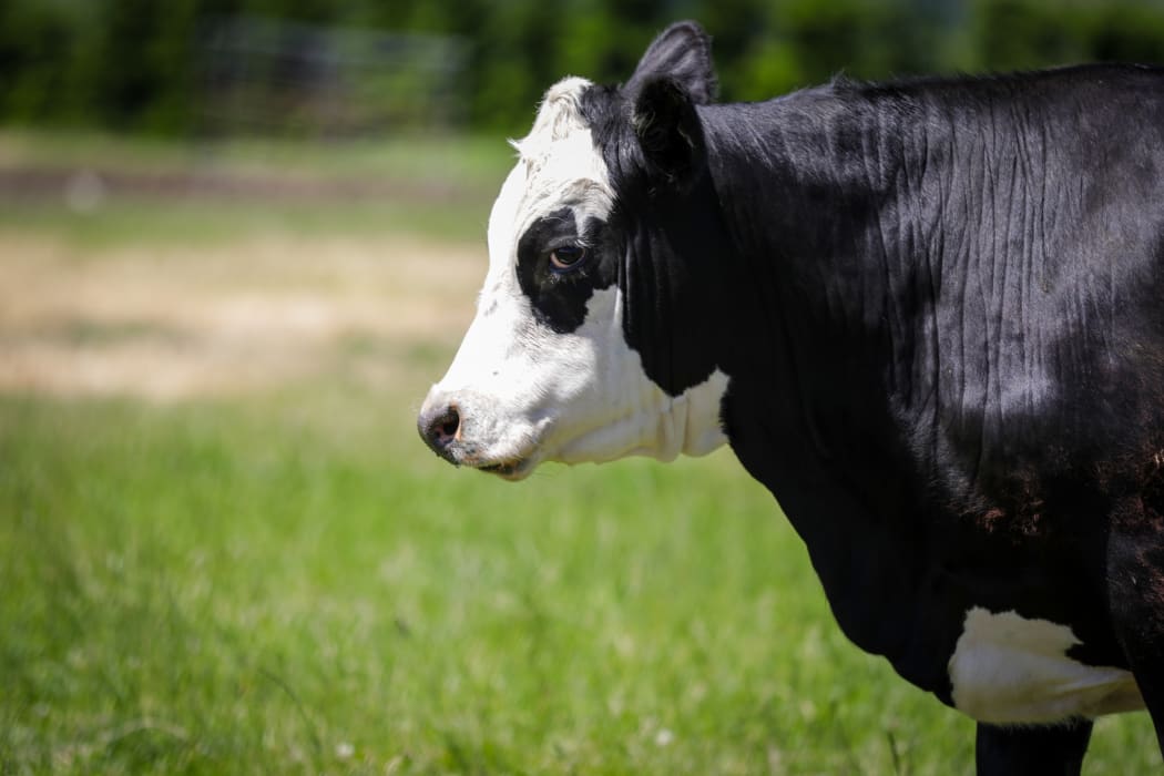 Canterbury region farms