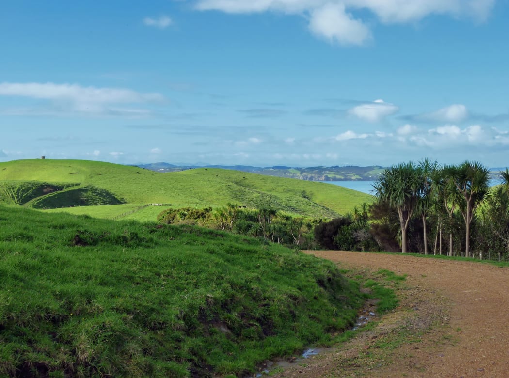 Dusty winding road on Motutapu Island near Auckland with grass covered rolling hills and a few palm trees in the background