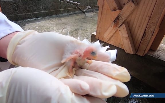 A recently-hatched kakariki karaka at Auckland Zoo.