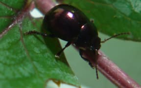 Scientists hope this beetle will feast on the weed.