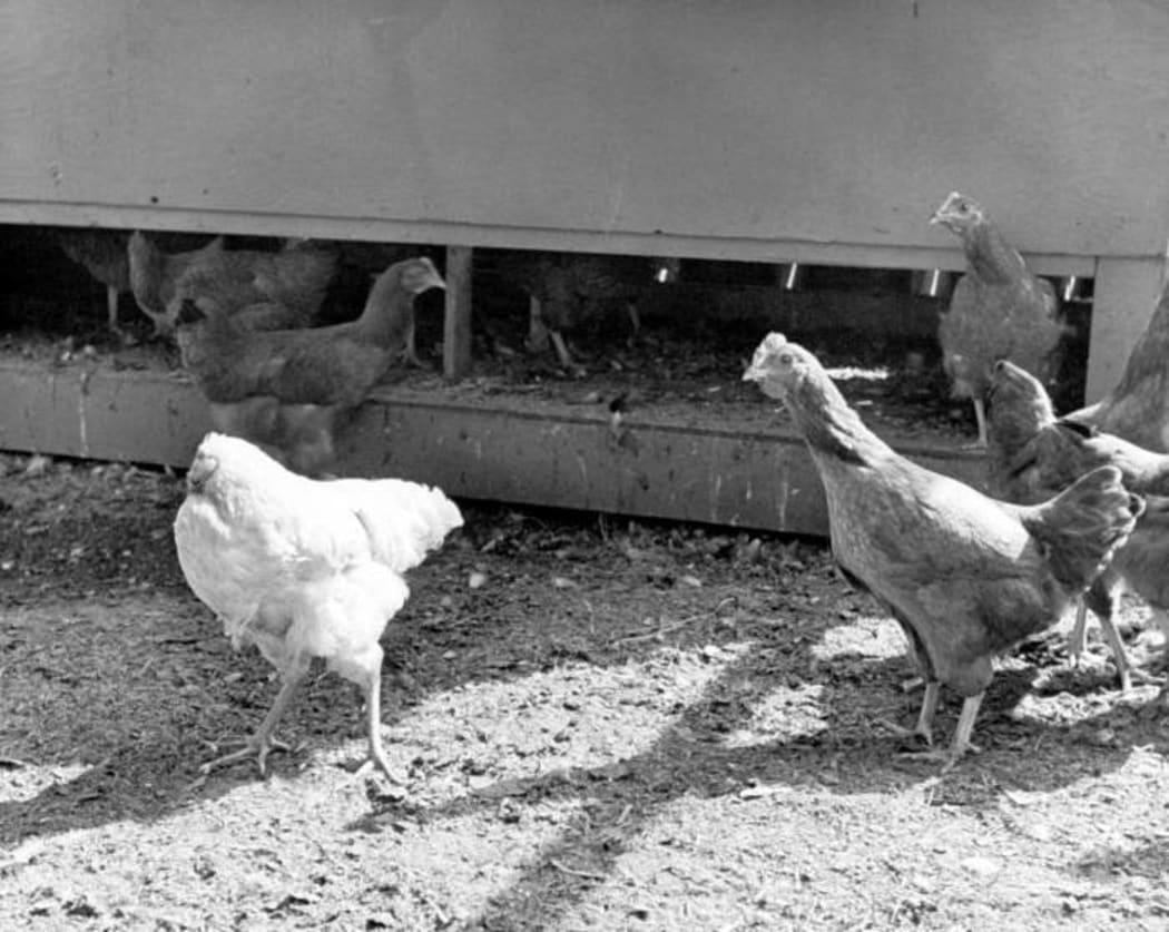 Mike the headless chicken with other chickens on his farm.