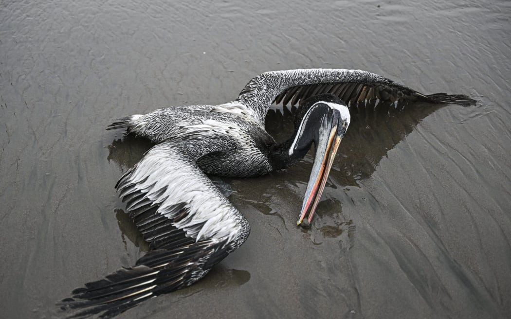 Un cisne que se sospecha que murió a causa del virus de la influenza aviar H5N1 es visto en una playa de Lima, en 2022.