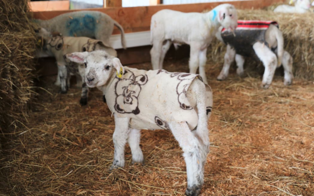 lambs