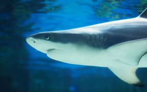 Shark