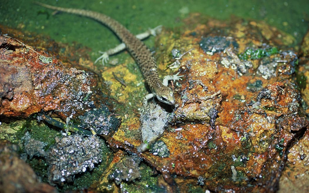 Suter's skink