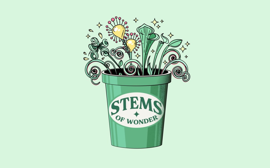 'Stems of Wonder', a seed delivery service for curious gardeners.