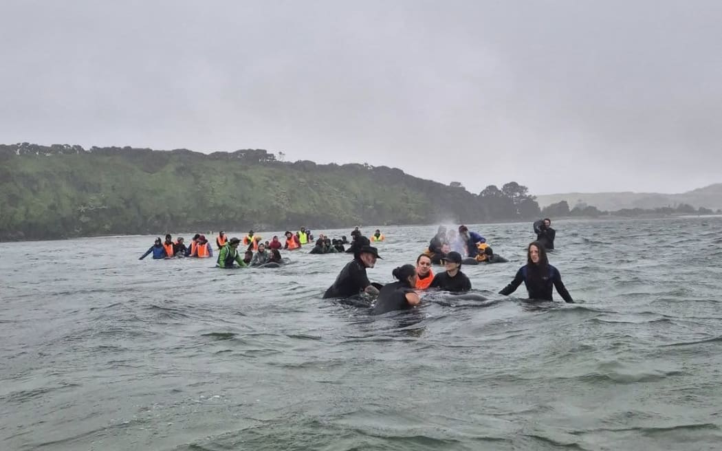 Whales being refloated at Farewell Spit