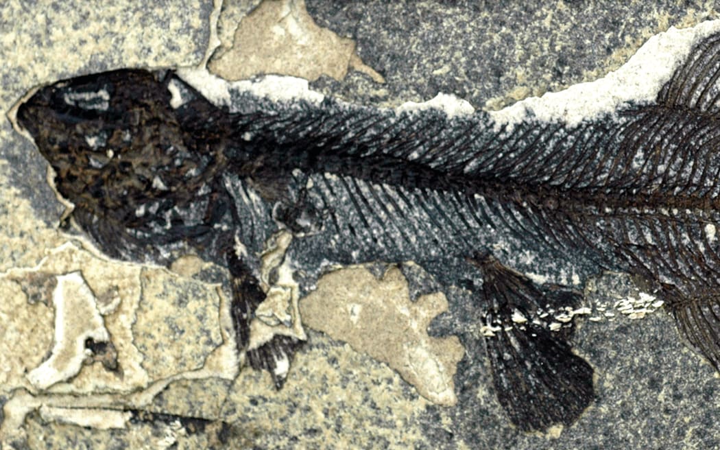 A 14cm fish collected by Daphne Lee in 2005, which became the holotype of Galaxias effusus