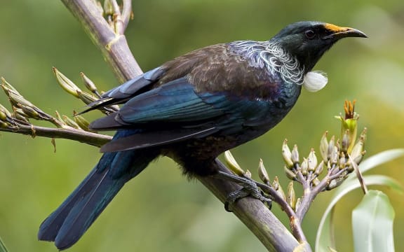 Tui on flax bush
