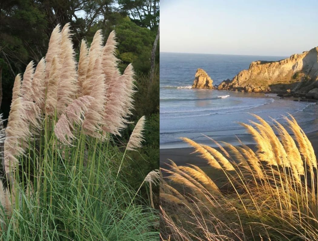 Pampas grass / native toetoe