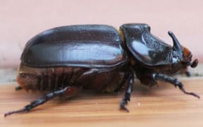 The disease-resistant variety of rhinoceros beetle.