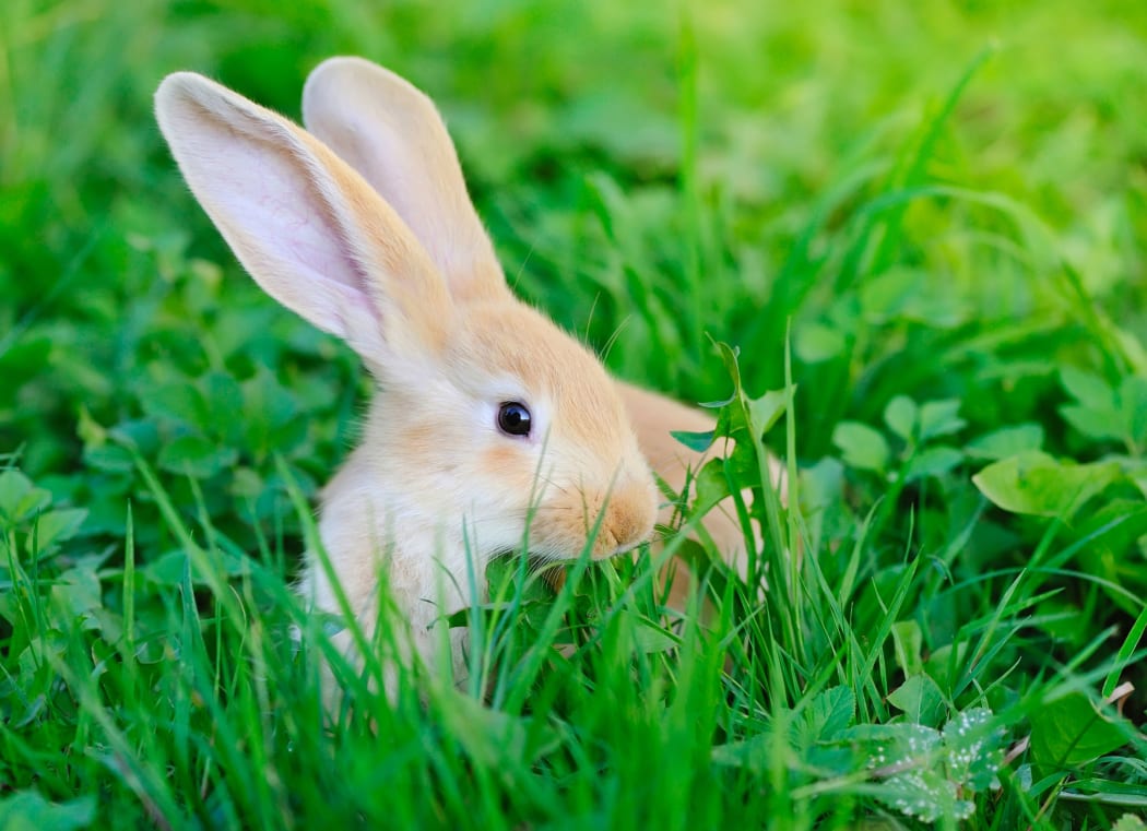 Rabbit on grass
