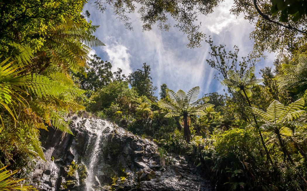 New Zealand has the ambitious goal of getting rid of seven species of predators by 2050 to help preserve native biodiversity.