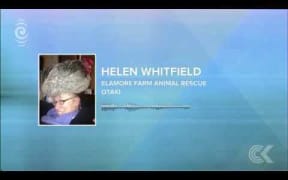 Rescuing 46 chickens at a time in a Honda Jazz