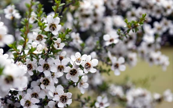 Manuka