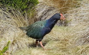 A young wild takahē in Fiordland's Takahē Valley.