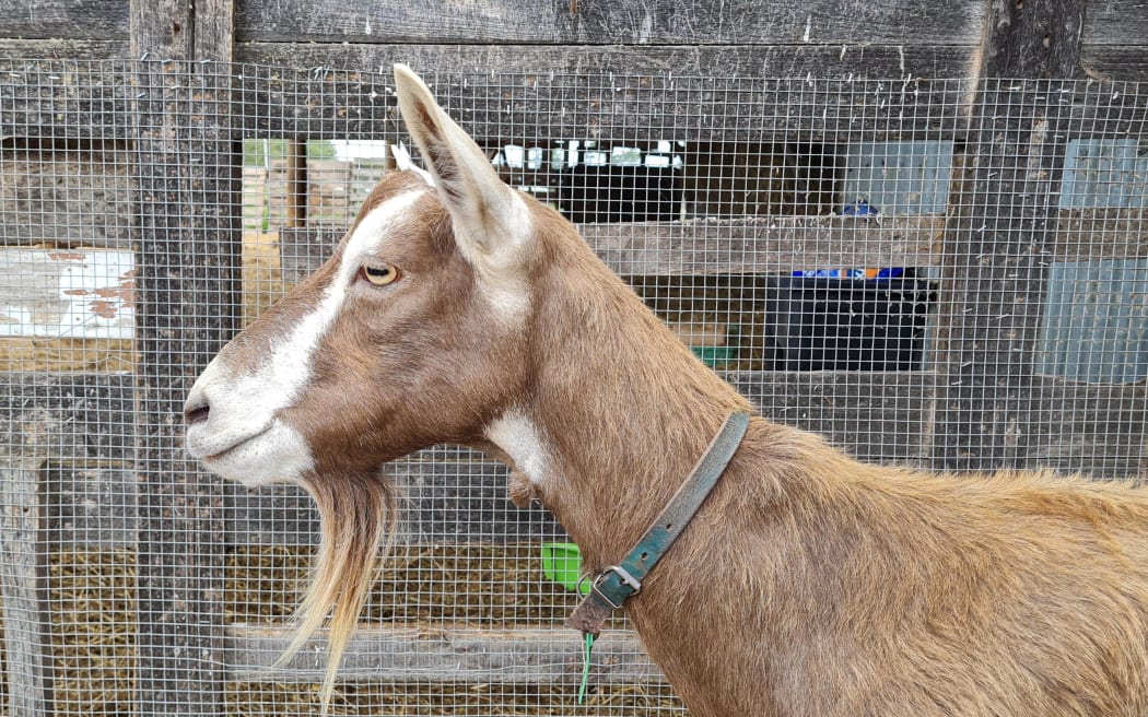 Dairy goat farm