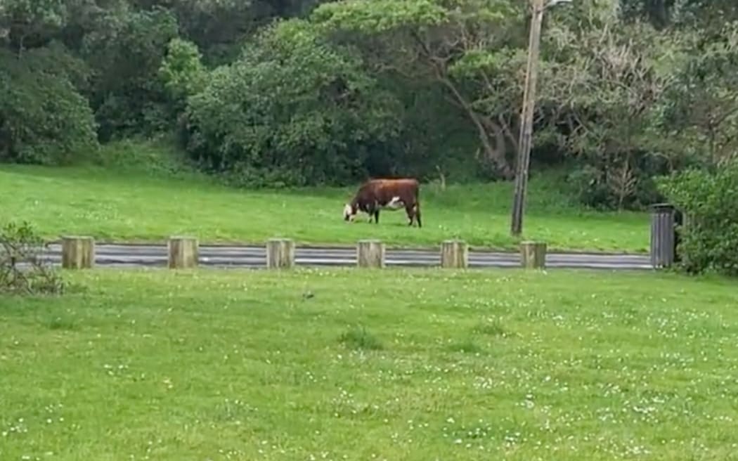 A bull is loose at Scorching Bay Beach.