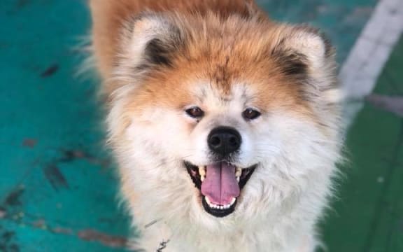 Mosako - an Akita dog adopted by Air New Zealand staff in Narita, Japan