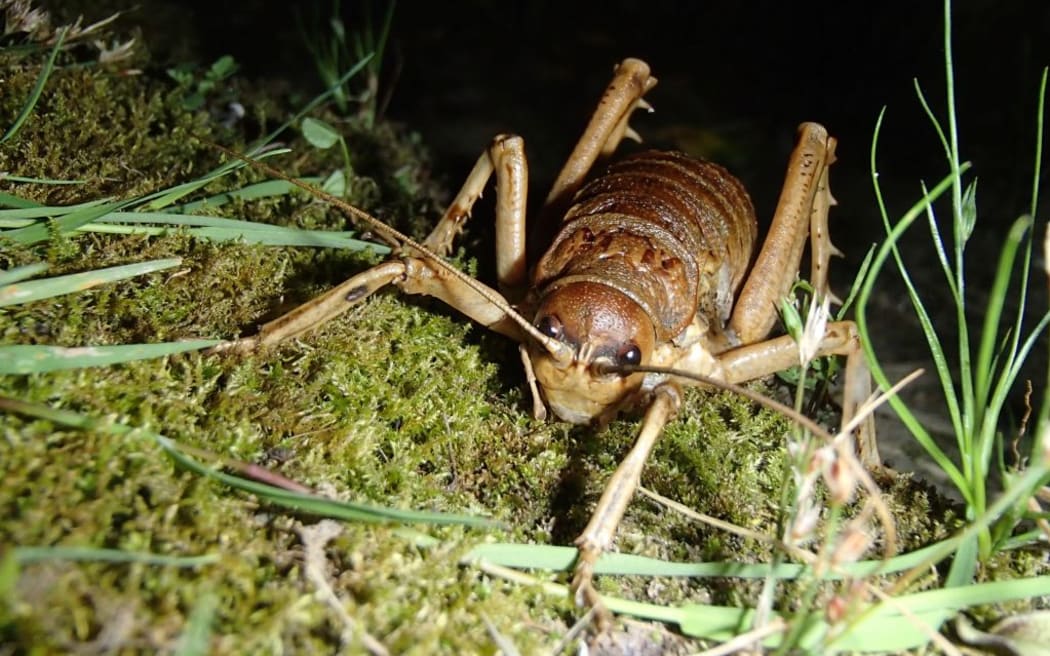 Cook Strait giant weta are doing well on Matiu/Somes Island in Wellington Harbour. They were transferred there from Mana Island on the Kapiti Coast.