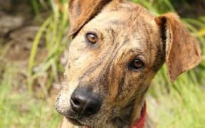 SPCA Whangarei dog - adopted out in September 2014