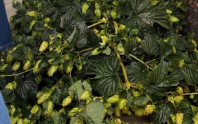 Hops from Tasman