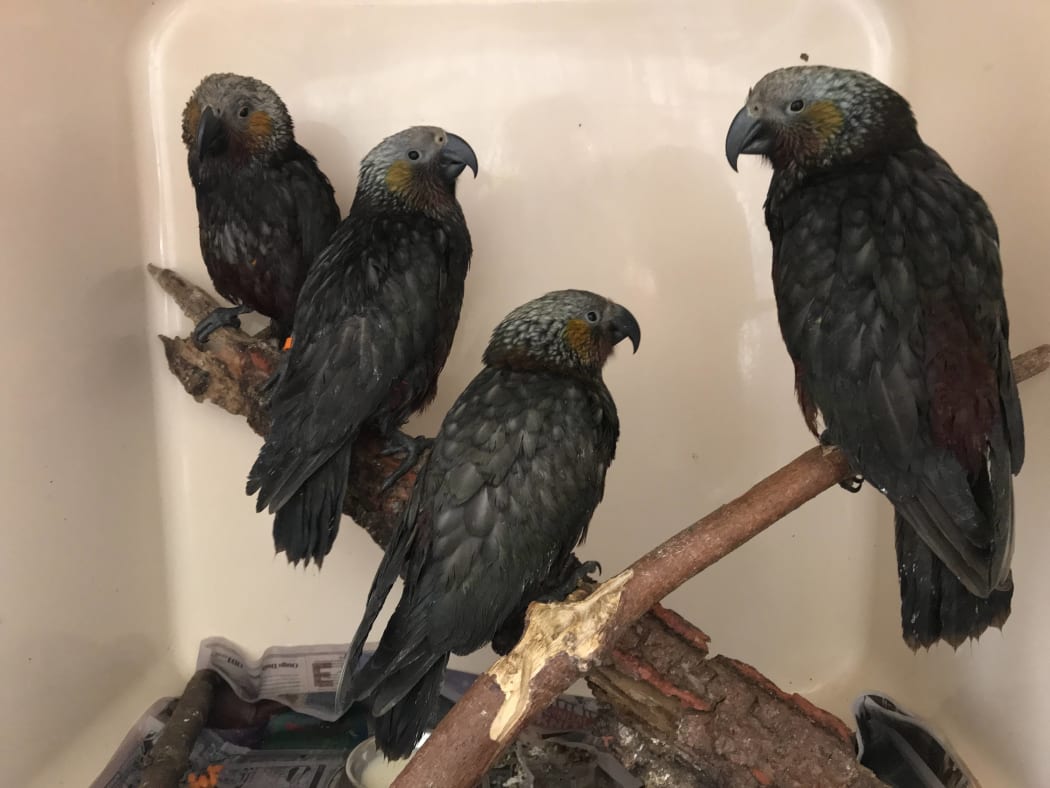 Juvenile kākā at the Dunedin Wildlife Hospital