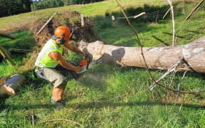 A Te Roroa kaimahi (worker) processes a fallen tree.