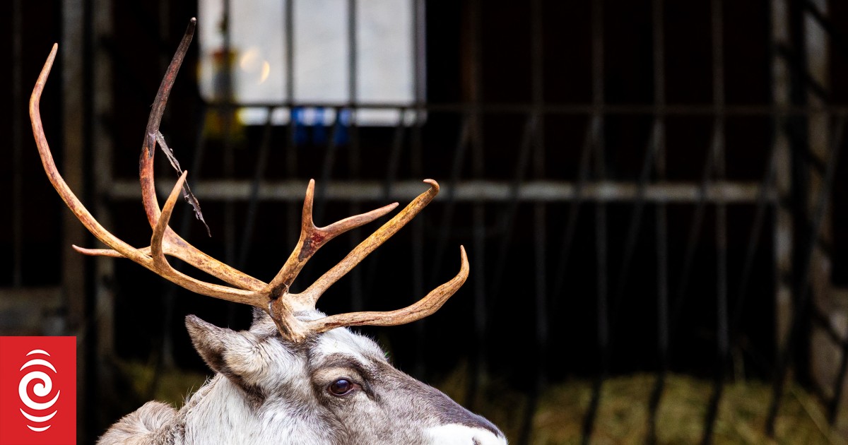 Reindeer are famous for pulling Santa's sleigh, but it's their vision that has scientists interested - Vimarsana News