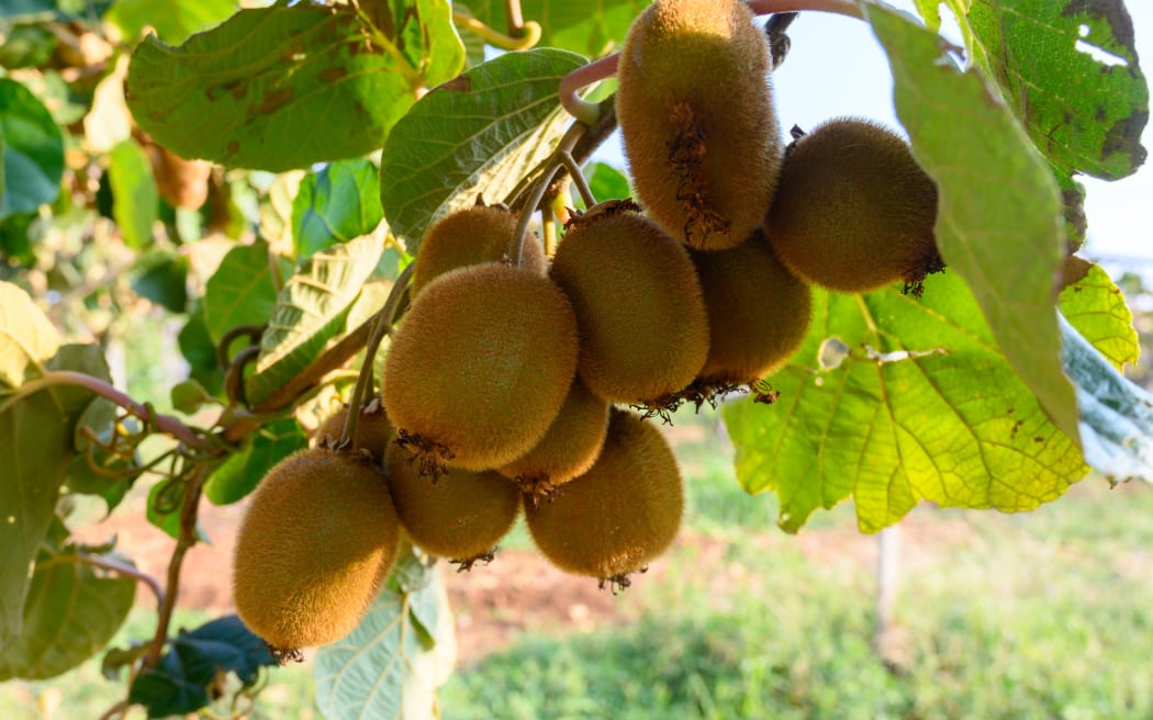 New harvest of golden or green kiwi, hairy fruits hanging on kiwi tree in orchard in Italy