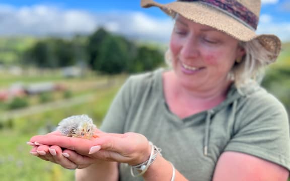 Hawke's Bay farmer and veterinarian Sally Newall, of Patoka, is rearing chicks to gift to families impacted by Cyclone Gabrielle.