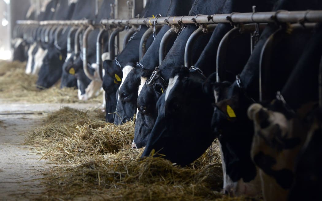 Dairy cows on farm, Japan