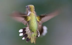 Hummingbird in flight
