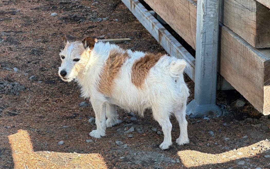 Rough-coated tan and white Jack Russell looking at camera