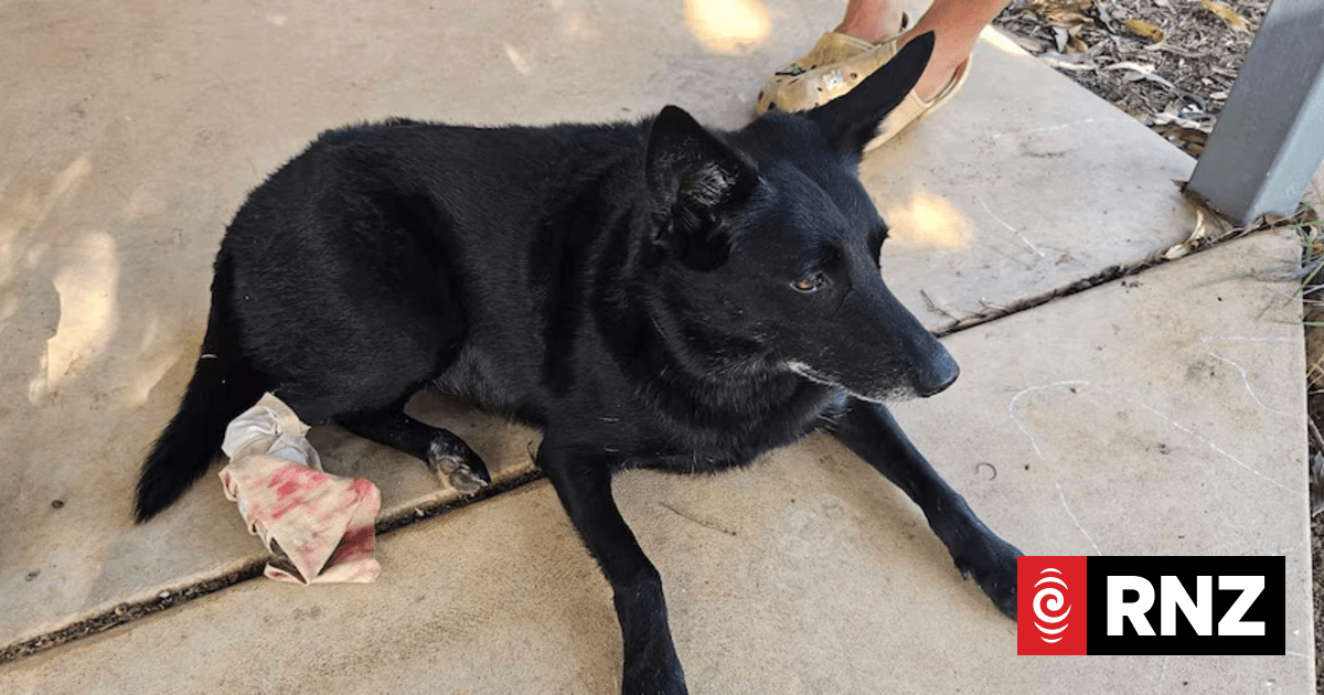 Dog Survives Crocodile Attack at Lake Argyle in Western Australia