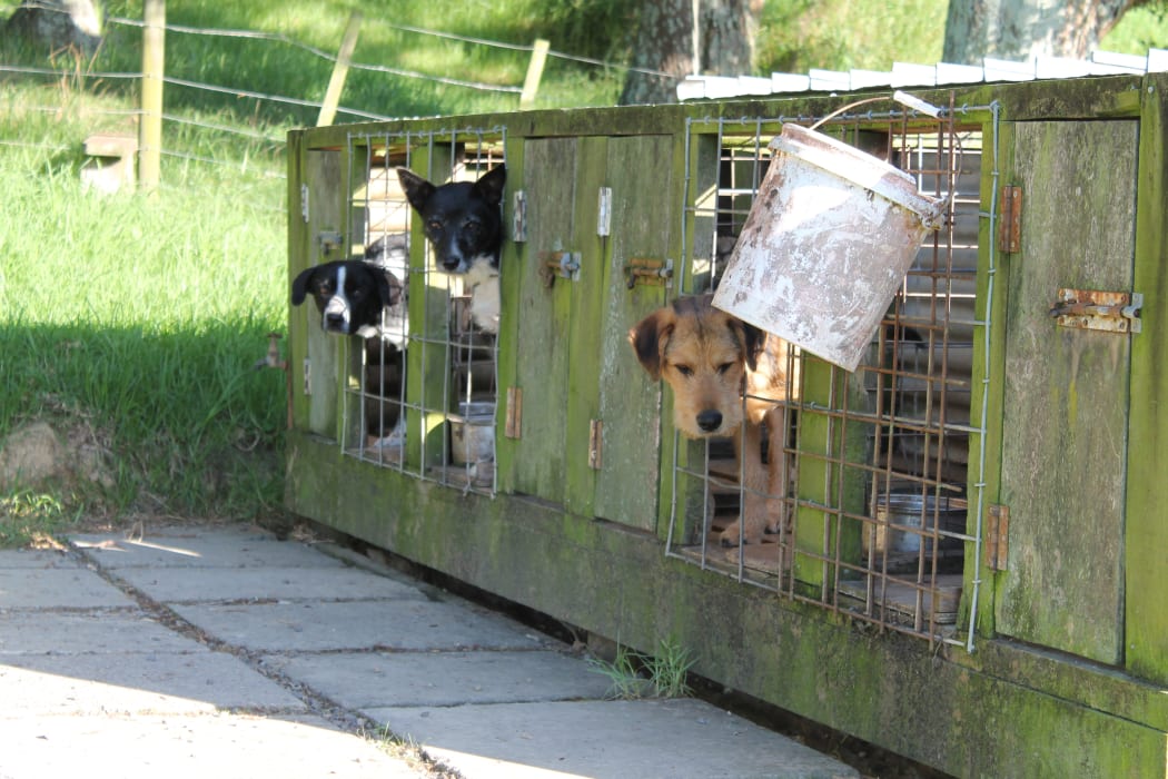 working dogs