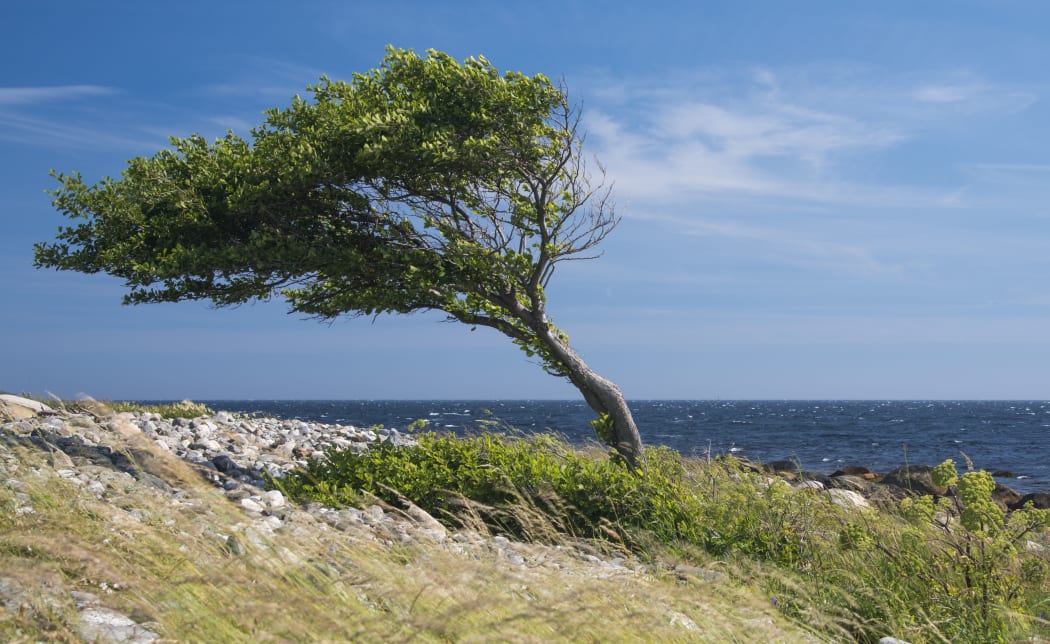 Lonely tree bent by the wind at the sea coast.