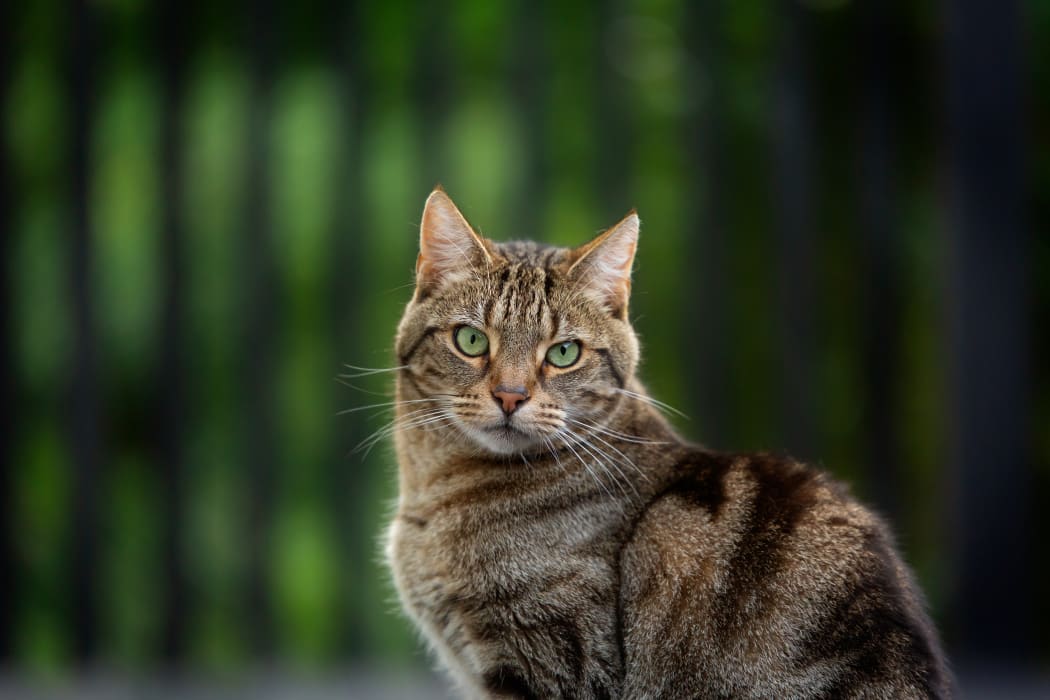 timmy the cat - spca