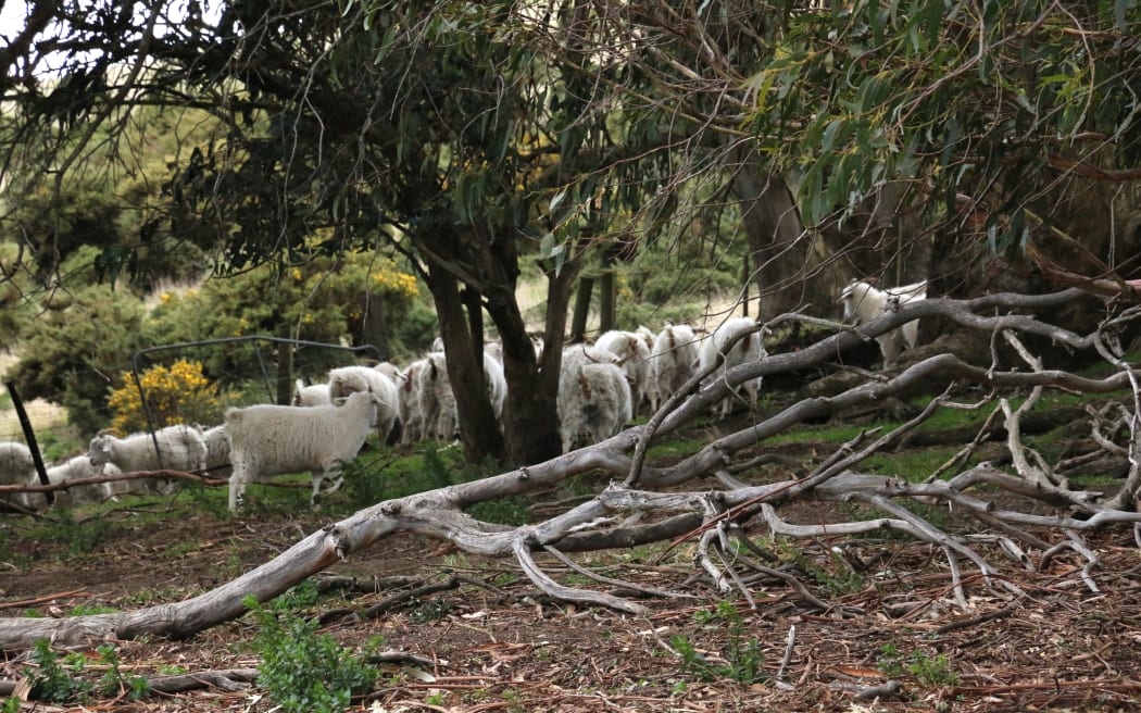 Cashmere goats on David Shaw's farm in South Otago