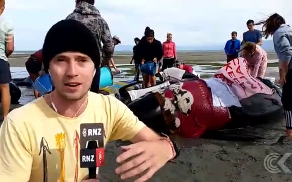 Eight whales restrand at Farewell Spit: RNZ Checkpoint