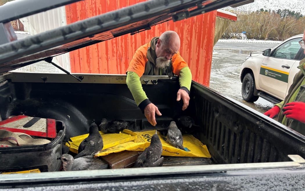 A Department of Conservation ranger with some of the tītī in Garston.