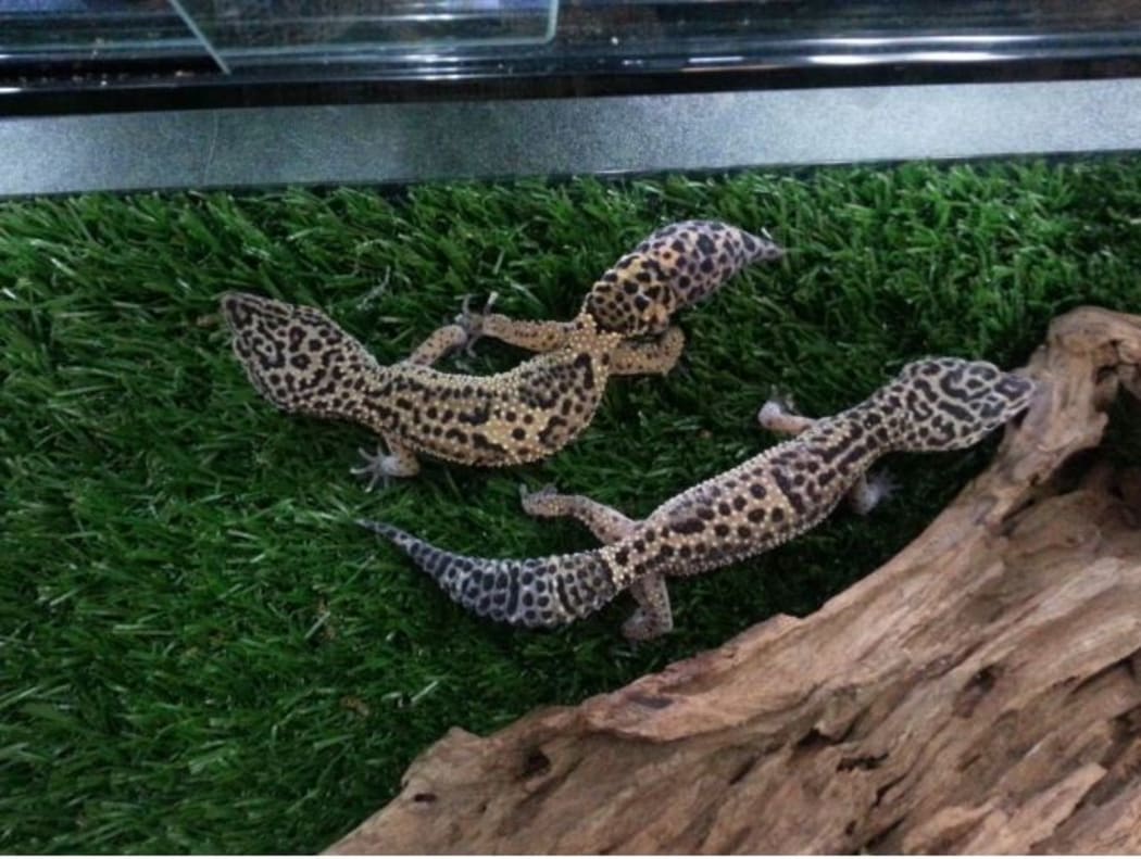 Two leopard geckos were kept in unfit conditions.