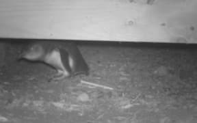 One of the penguins living under Bride and Graham Coe's house in Paekākāriki.