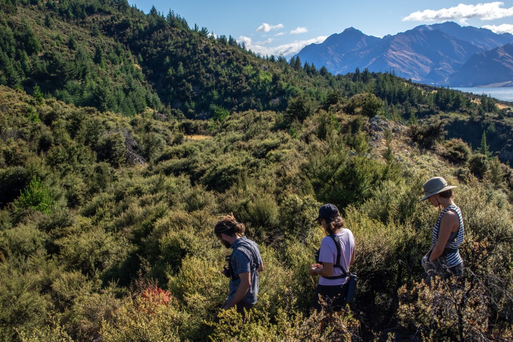 WAI Wānaka field crew at the Mt Maude conifer felling site