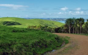 Dusty winding road on Motutapu Island near Auckland with grass covered rolling hills and a few palm trees in the background