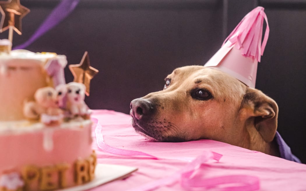 Pet Refuge celebrated its first birthday on Friday with a pamper party