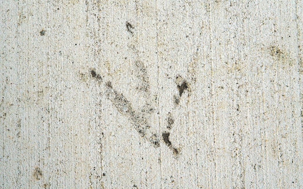 Adult male kiwi Whiuwhiu's footprint on a new footpath in Whakatāne