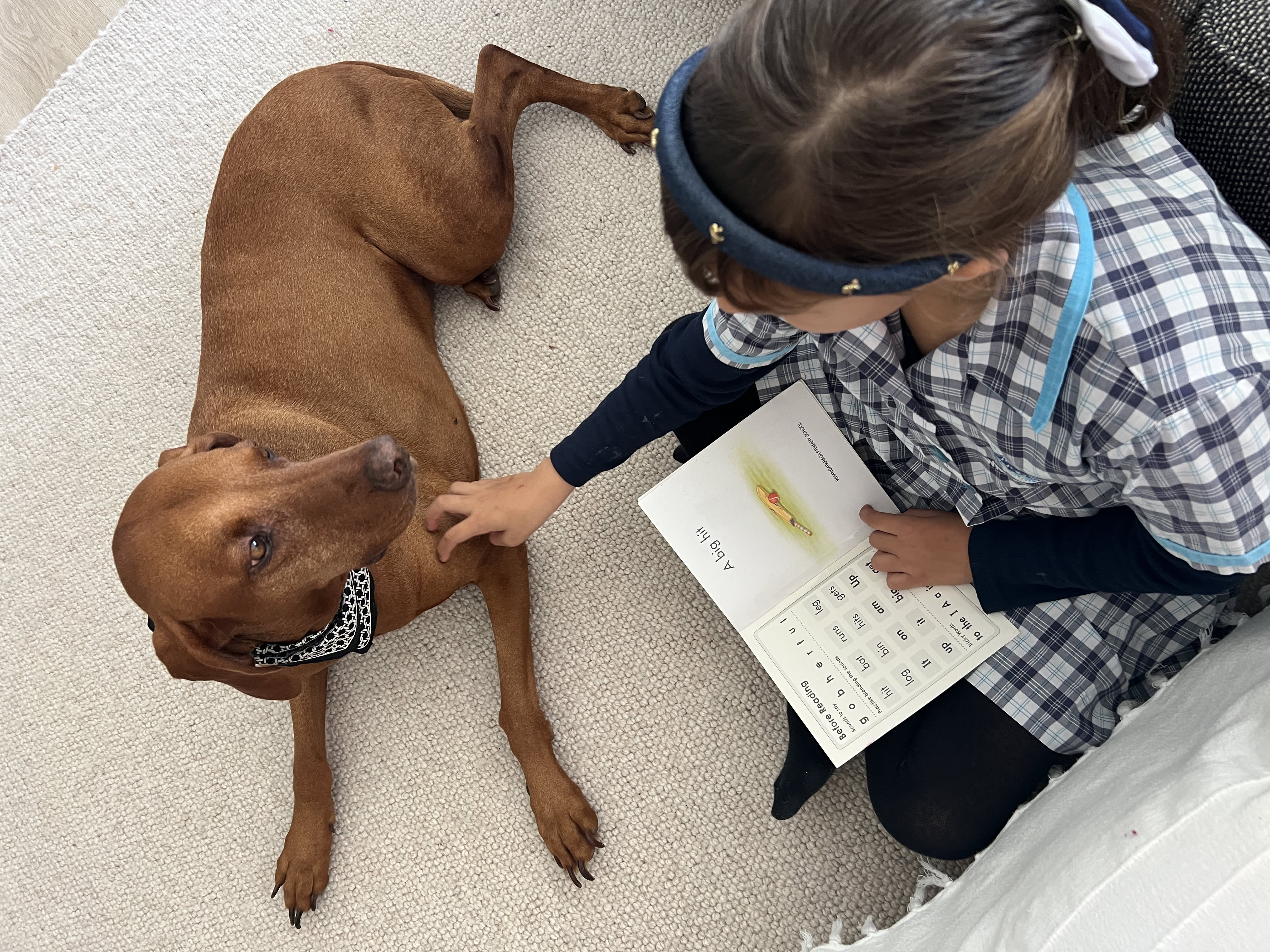 Tipsie, a Hungarian Vizsla therapy dog, is helping children and adult gain more confidence reading aloud.