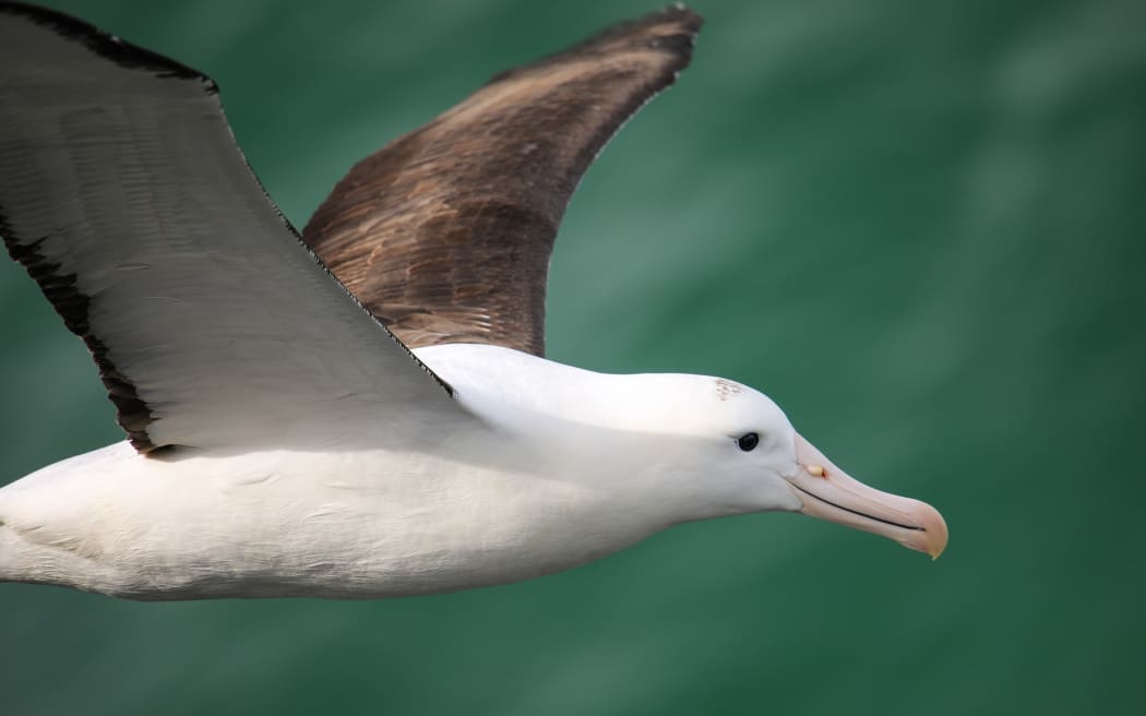 Close view of Northern royal albatross in flight, Taiaroa Head, Otago Peninsula.